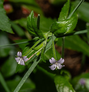 Epilobium coloratum (purpleleaf willowherb, cinnamon willow-herb)