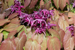 Epimedium grandiflorum (large flowered barrenwort, bishop’s hat)