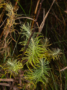 Euphorbia cyparissias (cypress spurge, spurge)