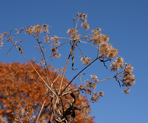 Eutrochium fistulosum (hollow Joe-Pye weed, trumpetweed, purple thoroughwort)