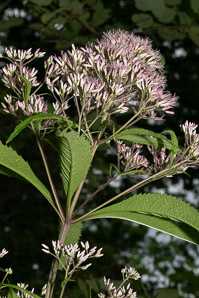 Eutrochium fistulosum (hollow Joe-Pye weed, trumpetweed, purple thoroughwort)