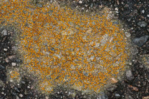 Gyalolechia flavovirescens