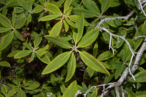 Kalmia angustifolia (sheep laurel)