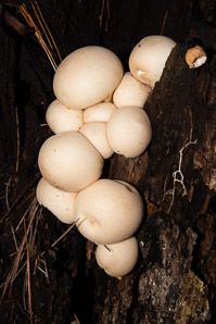 Lycoperdon perlatum (gem-studded puffball, common puffball)