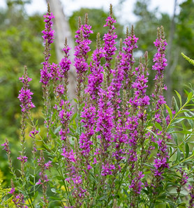 Lythrum salicaria (purple loosestrife)