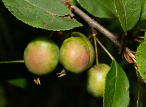Malus pumila (apple, paradise apple)