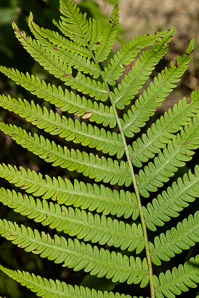 Matteuccia struthiopteris (ostrich fern, fiddlehead fern, garden fern, hardy fern)
