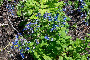 Mertensia virginica (Virginia bluebells)