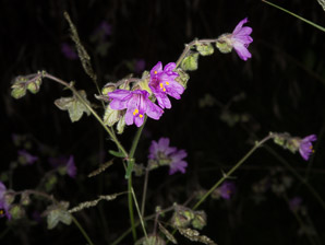 Mirabilis melanotricha (mountain four-o’clock, mollugo, four o’clock)