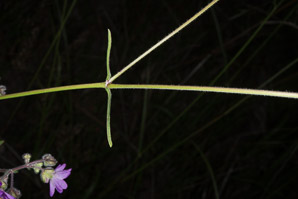 Mirabilis melanotricha (mountain four-o’clock, mollugo, four o’clock)