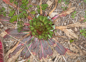 Oenothera biennis (common evening primrose)