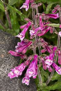 Penstemon hirsutus (hairy beardtongue, hairy penstemon)