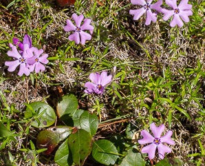 Phlox subulata (phlox, moss phlox)