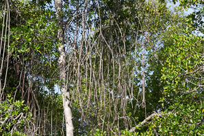 Rhizophora mangle (red mangrove)