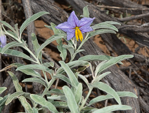 Solanum elaeagnifolium (silverleaf nightshade, prairie berry, silverleaf nettle, white horsenettle, silver nightshade, bull nettle, tomato weed, trompillo, buena mujer, tomatito de buena mujer, pera)