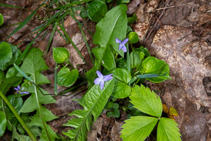 Viola labradorica (alpine violet, American dog violet, dog violet, Labrador violet)