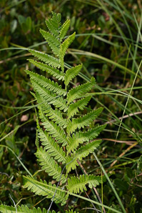 Woodwardia virginica (Virginia chain fern, Virginia chainfern)