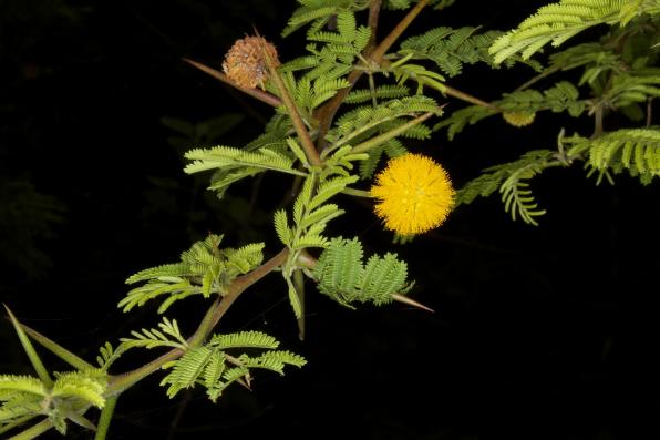 Vachellia rorudiana (Galápagos acacia)