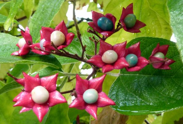 Clerodendrum trichotomum (harlequin glorybower, peanut butter tree)