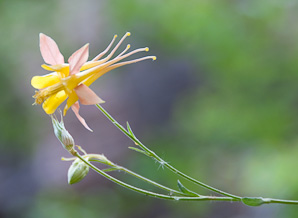 Aquilegia chrysantha (golden columbine)