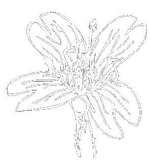 Epilobium ciliatum (northern willowherb, slender willow herb, fringed willowherb, willowherb, American willow-herb)
