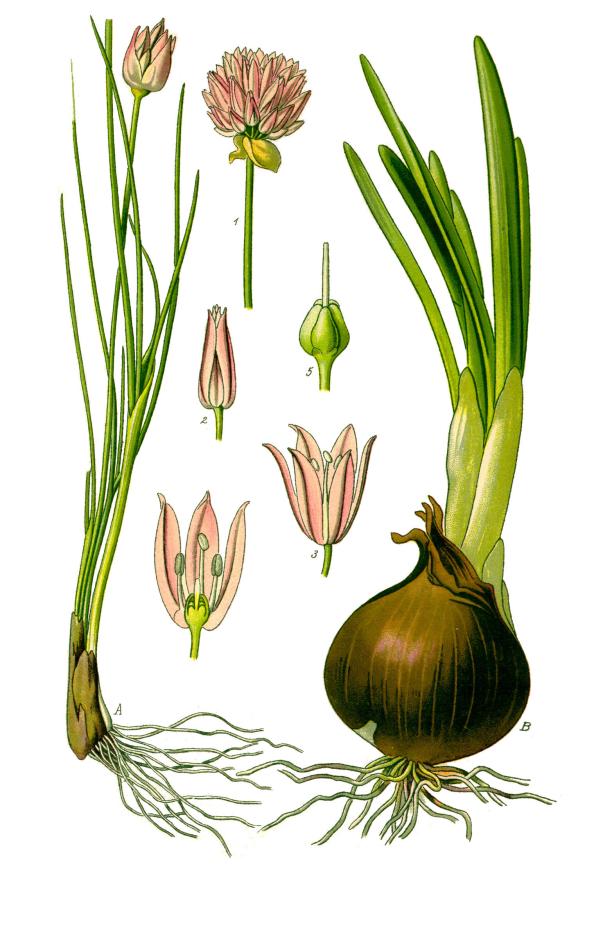 Allium schoenoprasum (chive, wild chives)