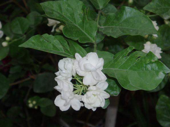 Jasminum sambac (Arabian jasmine vine, Arabian jasmine)