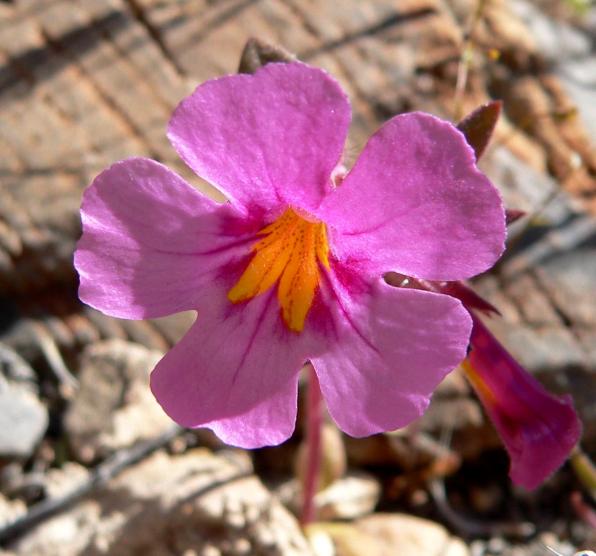 Mimulus bigelovii (Bigelow’s monkeyflower, yellow-throat monkeyflower, panamint monkeyflower)