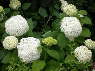 Hydrangea arborescens (hydrangea)