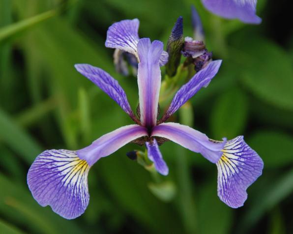 Iris prismatica (slender blue flag, blue flag, slender blue iris)